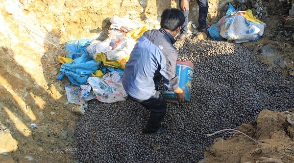 Hoành Bồ - Quảng Ninh: Bắt giữ và tiêu hủy 900kg sò không rõ nguồn gốc