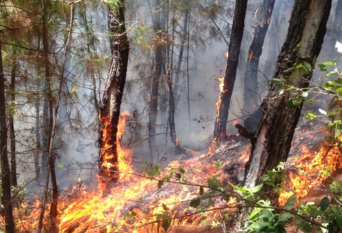 Đồ Sơn : Cháy rừng khiến 1 người thiệt mạng