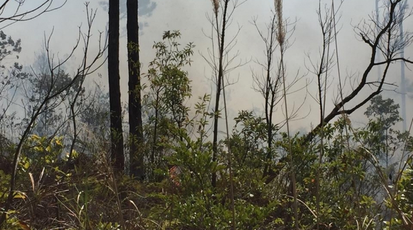 Quảng Ninh: Cháy lớn rừng đặc dụng tại chùa Lôi Âm