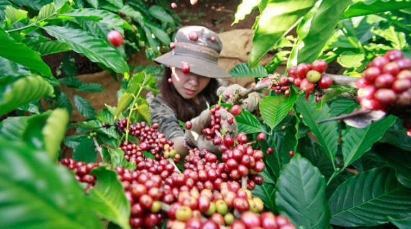 Cà phê vối (Roubusta) của Việt Nam lần đầu tiên tiếp cận thị trường Brazil
