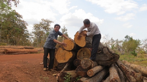Đắk Lắk: Phát hiện số lượng lớn gỗ dầu “vô chủ” trong rừng