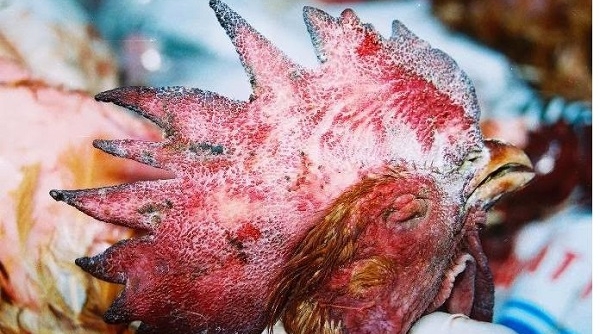 Nhiều trang trại nuôi gà Đông Tảo điêu đứng với dịch cúm gia cầm