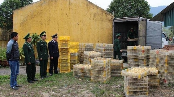 Quảng Ninh: Bắt giữ 12.000 gà giống nhập lậu từ Trung Quốc