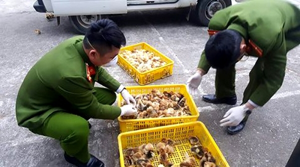 Lạng Sơn: Bắt giữ, tiêu hủy gần 7.000 con gia cầm giống nhập lậu từ Trung Quốc