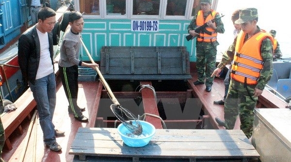 Bắt giữ 6.000 con cá song giống nhập lậu từ Trung Quốc