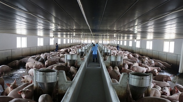 Thịt lợn rẻ chuồng đắt chợ: Người chăn nuôi điêu đứng