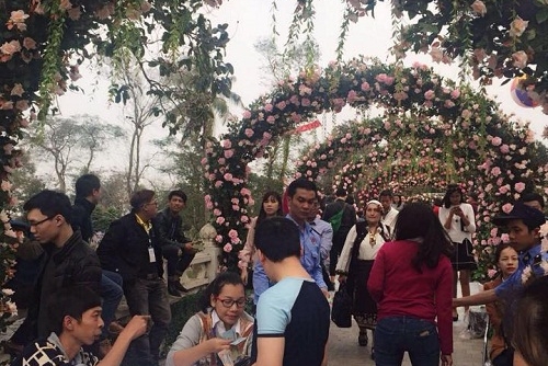 Sở VH-TT Hà Nội: Yêu cầu báo cáo về hoa hồng giả tại Lễ hội Hoa hồng