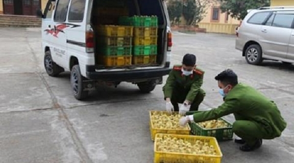 Lạng Sơn: Bắt giữ và tiêu hủy 4000 con gia cầm nhập lậu, không rõ nguồn gốc
