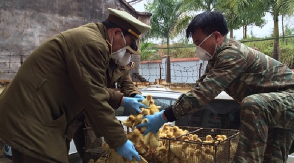 Lạng Sơn: Bắt giữ hơn 5000 con vịt con giống nhập lậu