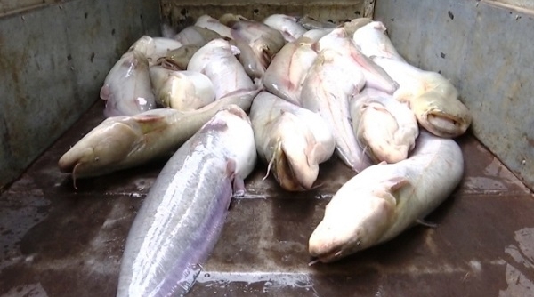 Lào Cai: Thu giữ và tiêu hủy gần 500 kg cá nheo nhập lậu
