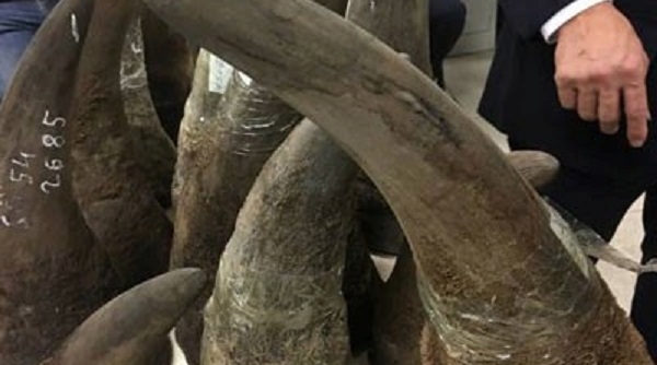 Thu giữ hơn 100 kg động vật nghi sừng tê giác tại sân bay Nội Bài