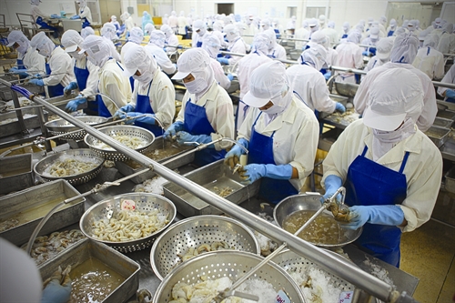Lệnh cấm nhập khẩu tôm của Úc: Thiệt hại nghiêm trọng cho doanh nghiệp Việt Nam