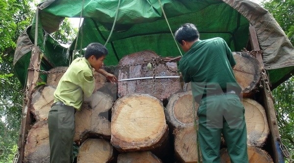 Quảng Ngãi: Bắt giữ xe chở 20 tấn gỗ không rõ nguồn gốc