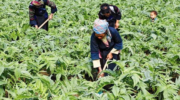 Việt Nam nhập khẩu 80% dược liệu