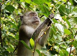Hạ Long: Tổ chức thả một cá thể khỉ đuôi lợn về môi trường sống tự nhiên