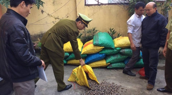 Quảng Ninh: Tiêu hủy 1 tấn sò không rõ nguồn gốc