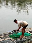 Thừa Thiên Huế: Thủy điện không xả nước, cá nuôi lồng của người dân chết hàng loạt