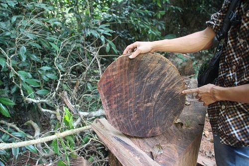 Xử lý dứt điểm vụ khai thác vận chuyển gỗ nghiến tại Hà Giang