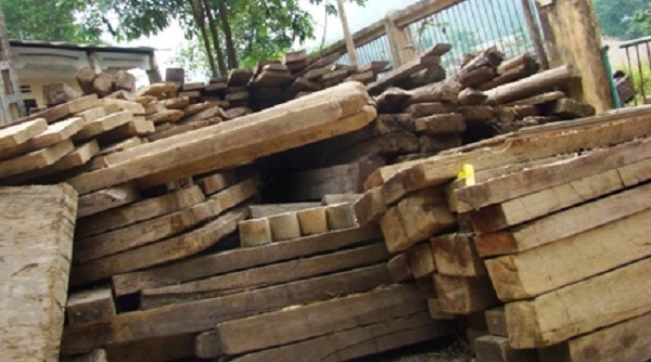 Tăng cường kiểm tra, giám sát gỗ nhập khẩu từ châu Phi