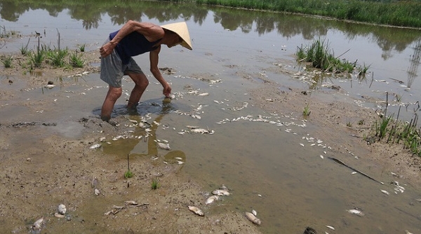Xử phạt gần 100 triệu đồng công ty xả thải gây cá chết hàng loạt ở Đà Nẵng