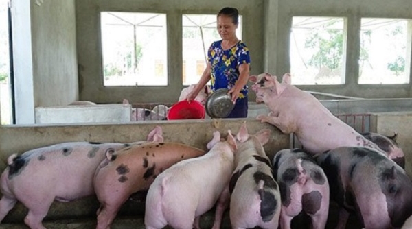 Phát động chương trình chung tay chia sẻ khó khăn với người chăn nuôi lợn