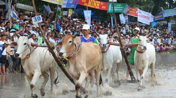 Về An Giang thưởng thức Lễ hội đua bò Bảy Núi độc đáo