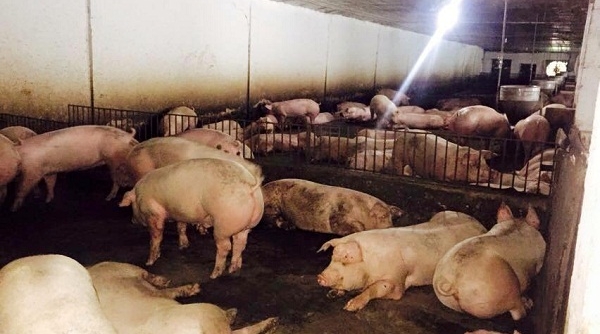 Hà Tĩnh: Rớt giá thê thảm, người chăn nuôi lợn đang phá sản