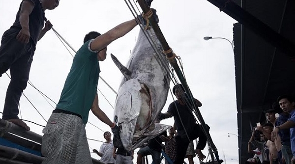 Ngư dân Khánh Hòa bắt được cá ngừ vây xanh khủng lập kỷ lục Việt Nam