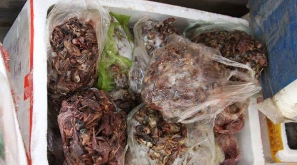 Hà Tĩnh: Phát hiện, thu giữ hơn 200 kg thịt chim đã bốc mùi ôi thiu