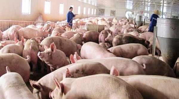 Hơn 200.000 tấn thịt lợn đã được “giải cứu”