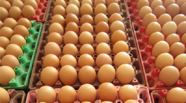 Giá trứng gà rớt mạnh sau giải cứu thịt heo