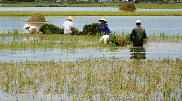 Thừa Thiên Huế: Mưa lớn kéo dài, hàng chục ha lúa ngập sâu trong biển nước