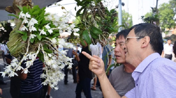 Tưng bừng ngày hội triển lãm hoa lan tỉnh Bắc Ninh mở rộng lần thứ Nhất