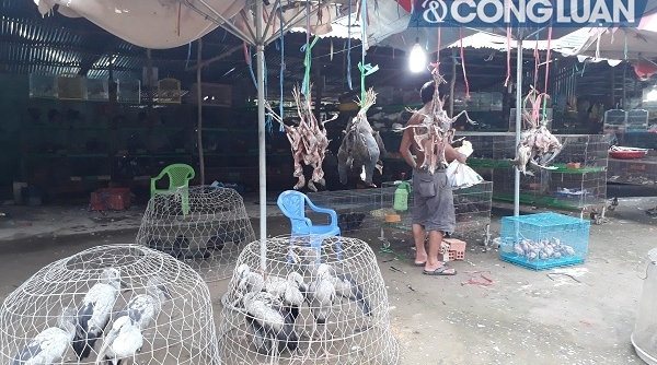 Long An: Chợ nông sản Thạnh Hóa buôn bán chim trời?