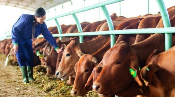 Phát triển chăn nuôi phải có kế hoạch tiêu thụ sản phẩm cụ thể đối với từng thị trường
