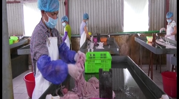 Lạng Sơn: Tiêu hủy 4,4 tấn thịt thủ lợn không bảo đảm VS ATTP