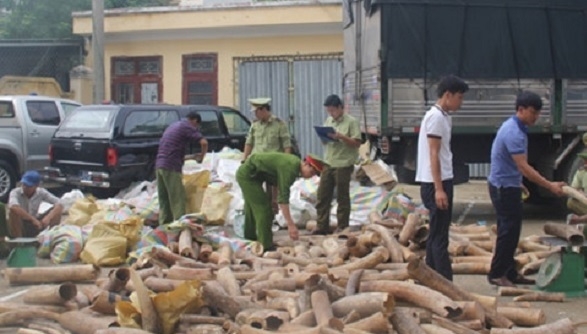 Thanh Hóa: Bắt giữ xe tải chở hơn 2,7 tấn ngà voi mang đi tiêu thụ