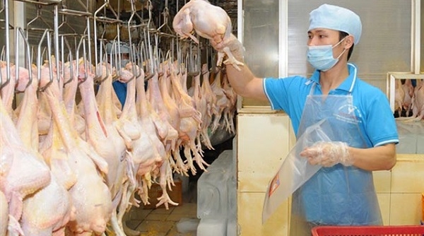 Thịt gia cầm Việt Nam xuất khẩu chính ngạch vào Nhật Bản