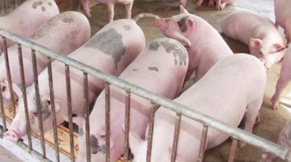 Giá lợn hơi tăng mạnh, lên tới 40.000 đồng/kg