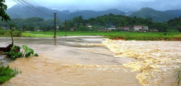 Phú Thọ: Hơn 290 ha lúa và hoa màu bị thiệt hại