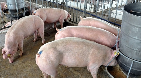 Giá thịt lợn tăng chóng mặt: Cảnh giác với sốt giá ảo