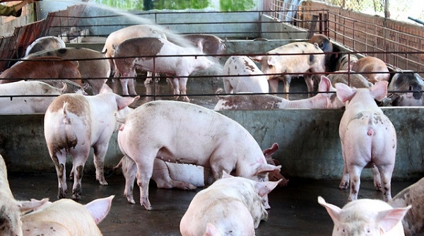 Giá thịt lợn tại Trung Quốc giảm 5 tháng liên tiếp