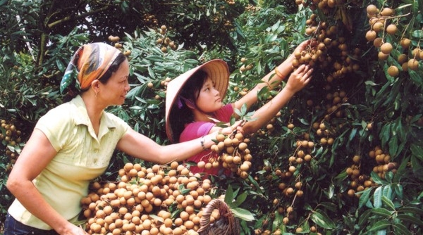 150 thương hiệu, sản phẩm nhận Thương hiệu Vàng nông nghiệp Việt Nam