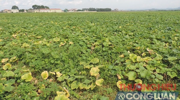 Huyện Nho Quan (Ninh Bình): Hiệu quả từ mô hình Tích tụ ruộng đất