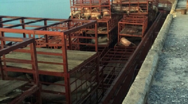 Quảng Ninh: Phát hiện gần 7 tấn lợn trong tình trạng bốc mùi hôi thối