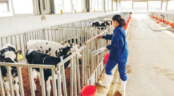 Trang trại bò sữa TH True Milk: Sánh ngang với các nước phát triển
