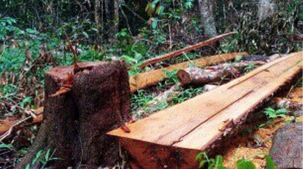 Tiếng kiêu cứu từ rừng Tây Nguyên - Bài 5: Năng lực của lực lượng bảo vệ rừng ra sao?