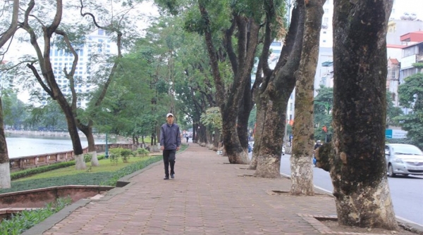 Hà Nội: Hàng loạt cây cổ thụ đường Kim Mã sẽ bị chặt hạ làm đường sắt đô thị