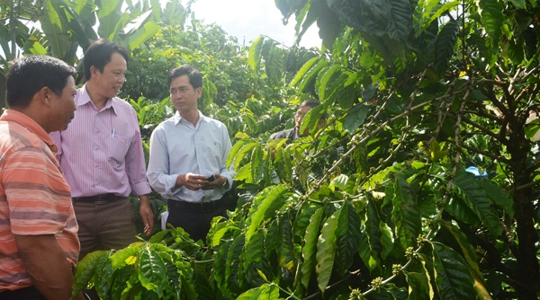 Việt Nam áp dụng công nghệ tưới tiết kiệm nước cho cà phê