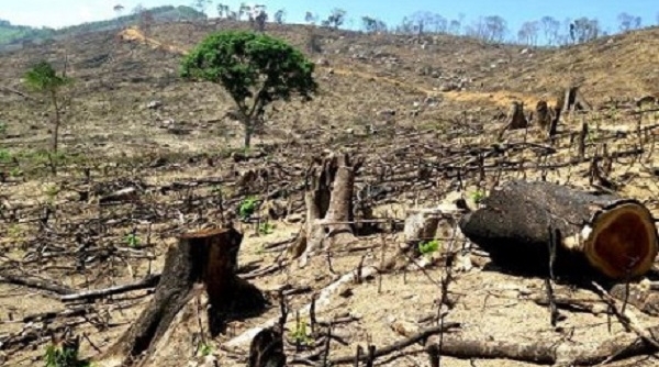 Bình Định: Hơn 43 ha rừng bị “cạo trọc” - Trách nhiệm thuộc về ai?